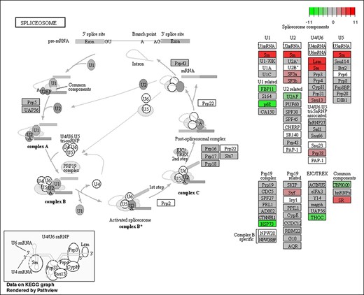 The KEGG pathway of the spliceosome pathway responds to sex-specific splicing between female and male transcriptomes of D. suzukii.