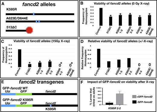 Fancd2 genetic reagents and their impact on viability with and without X-irradiation. a) Diagram of the protein level changes on fancd2 for each indicated mutant. The horizontal line represents the fancd2 protein. Box = point mutant, stop = truncated protein. b) The frequency of eclosed homozygotes of the indicated genotypes, from crosses with heterozygous animals. From multiple independent replicates, a total of at least 60 animals were examined per genotype. Control genotype was derived from a cross between the strain w1118 and Ly/TM3, and for the experiment TM3 (non-Ly) animals were crossed to each other. * = significantly different from control, P < 0.01, Chi-squared test. c) The frequency of eclosed homozygotes of the indicated genotypes, as for panel (b), from crosses heterozygous animals where F1 progeny were irradiated (15 Gy X-ray). From multiple independent replicates, a total of at least 100 animals were irradiated per genotype. Combined number of surviving heterozygotes in each condition from all replicates (from left to right on graph): 68, 33, 7, 11, 8, 38. A “0” indicates no homozygotes survived to adulthood in any replicate. * = significantly different from control, P < 0.01, Chi-squared test. d) The relative frequency of homozygous animal survival for each indicated genotype. Data for each genotype represent the ratio of the value for each genotype in panel (c) divided by the same value in panel (b). e) Schematics of GFP-fancd2 transgenic constructs with WT monoubiquitination reside and the K595R point mutation. f) Quantification of the % survival of flies that eclose as adults in fancd2K595R mutants with and without GFP-fancd2 following 20 Gy X-ray larval irradiation.