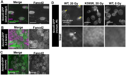 GFP-Fancd2 localization in tissues. a) Representative GFP-Fancd2 expression in the adult midgut. Enterocytes are outlined with white hatched lines. DAPI, magenta, Fancd2-GFP, green. Scale bars = 10 μm. b) Representative GFP-Fancd2 expression in the wandering third instar (L3) brain. Neuroblasts and ganglion mother cells are outlined with white hatched lines. All other labeling as in (a). c) Representative GFP-Fancd2 expression in the L3 rectum. Papillar cells are outlined with white hatched lines. All other labeling as in (a). d) Representative GFP-Fancd2 (WT and K595R) expression in the mitotic stage pupal rectum (Fox et al. 2010) after IR, as well as WT GFP-Fancd2 no IR control. Papillar cells are outlined with white hatched lines. GFP-Fancd2, gray. Yellow arrows = Fancd2 + foci. Hatched box = area magnified 10× in the corresponding inset below each panel. White arrowhead = micronucleus. Scale bars = 10 μm.