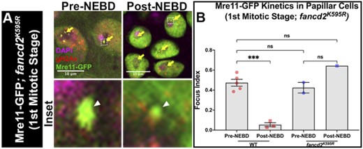 Fancd2 Lysine 595 is required for Mre11 foci removal during mitosis. a) Mre11 and gH2Av recruitment to fancd2K595R papillar cells +/− hs-I-CreI. DNA (DAPI), magenta; Mre11, green; gH2Av, red. Yellow arrows = Mre11 + gH2Av + foci. Hatched box = area magnified 10× in the corresponding inset below each panel. White arrowhead = micronucleus. Hatched outline = nuclei. Scale bars = 10 μm. NEBD = Nuclear Envelope Break Down. b) Quantification of Mre11+ gH2Av+ foci recruitment in fancd2K595R papillar cells +hs-I-CreI pre- and post- the first pupal mitotic division of the pupal stage (first mitotic stage). Focus index= average number of foci/cell in papillar cells of a given animal. Each data point represents a single animal (N). Statistical test: Ordinary 1-way ANOVA. See Materials and methods for statistical notations.