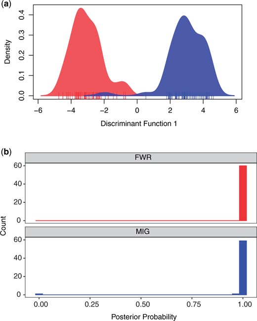 a) Density of Delta Smelt individuals along the discriminant function generated by DAPC. Red indicates FWR and blue MIG. Individuals are indicated with a carpet plot. b) The posterior probability of fish being assigned to the phenotypic class of origin. FWR individuals are plotted in a facet in red and MIG are plotted in a second facet in blue.