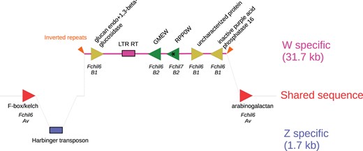 Gene and TEs on the W-specific F. chiloensis SDR and its homologous Z sequence. The W-specific region corresponds to the pink line, the Z to the blue area. Triangles represent genes, their direction shows the reading frame. Genes nomenclature follows (30). Gene colors correspond to the subgenome they originated from: Av (red), B1 (yellow), and B2 (green). An asterisk in RPP0W highlights its origin by retrotransposition from a gene on Fchil7-B2 while the other SDR genes resulted from sequential translocation from Fchil6-B2 and Fchil6-B1, respectively. The chromosomes from which the genes originated from are labeled in italics under the genes. Boxes represent TEs, and the orange arrows denote inverted repeats flanking the SDR insertion. The diagram is not to scale.