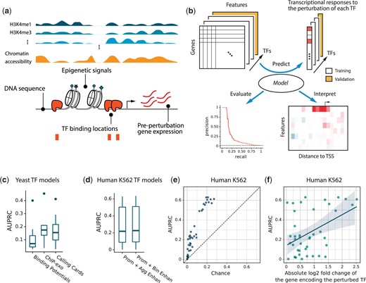 Approach and model and performance. a) Features for predicting transcriptional responses to TF perturbation. b) Framework for predicting responses, evaluating model performance, and estimating local feature influences. c) Accuracy comparison of yeast models trained with binding potential calculated from binding specificity models, binding location data from ChIP-exo experiments, or binding location data from calling cards experiments. Boxes show the distributions of AUPRC across 8 TFs for which all 3 data types are available. d) Model accuracy on human K562 cells using 2 methods of aggregating data from enhancers associated with each gene. e) Model accuracy in human K562 cells compared to chance. AUPRC for responses to perturbation of each TF is plotted against random expectation, which is the number of genes that respond to the perturbation divided by the total number of genes. f) Model accuracy in human K562 cells compared to the efficacy of the TF perturbation. AUPRC for responses to perturbation of each TF is plotted against the absolute value of the log2 fold-change of the gene encoding the perturbed TF.