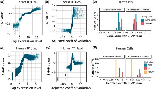 Gene expression features. a) Relationship between feature input and SHAP values of gene expression level for perturbation of yeast TF Gcr2. The model predicts that more highly expressed genes are more likely to be responsive. b) Relationship between feature input and SHAP values of gene expression variation for the same model as in (a). The model predicts that genes whose expression levels are more variable, after correction for their average expression level, are more likely to be responsive to Gcr2 perturbation. c) The distribution of the correlations between input and SHAP values for the 2 expression-related features in yeast cells when grouped by TF binding assay type. For all TFs, both expression level and expression variation are positively correlated with response to a perturbation. On average, expression level is more positively correlated than expression variation. All correlations are statistically significant. d) Same as (a) for predicted responses to TF Jund in K562 cells. e) Same as (b) for predicted responses to TF Jund in K562 cells. f) Same as (c) for human K562, H1 cells, and HEK293 cells. All correlations are statistically significant.