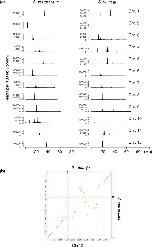 Putative centromeres. a) Distribution of CENH3 ChIP-seq signals in every 100 kb window in S. verrucosum and S. phureja. b) Dot plot between S. verrucosum and S. phureja for chromosome 12. ChIP-seq signals against the CENH3 proteins of S. verrucosum and S. phureja are shown on the right and at the top of the plot, respectively, and are highlighted on the plot.