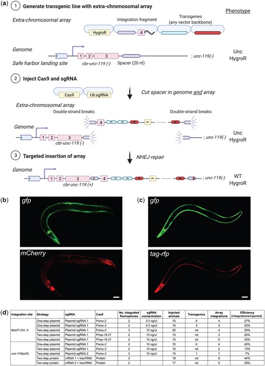 Targeted integration of extrachromosomal arrays at MosTI sites and at the endogenous ce-unc-119 locus. a) Schematic of “two-step plasmid” integration of extrachromosomal arrays at a MosTI landing site. (1) An extrachromosomal array is formed by injecting transgenes, including a plasmid containing the fourth intron of cbr-unc-119 (integration fragment) into unc-119(ed3) animals containing a MosTI landing site. (2) Plasmids expressing Cas9 and an sgRNA injected into transgenic animals cause DSBs at the MosTI landing site and in the array (in integration fragments). (3) DSBs are repaired by NHEJ between the array and the MosTI site, resulting in unc-119 rescue. The sgRNA target is in an intron to allow rescue even when NHEJ repair causes short indels. Note, arrays can also be inserted by a similar strategy at the ce-unc-119(ed3) locus, or by injecting Cas9 protein and crRNA/tracrRNA. b) Fluorescence microscopy of an integrated extrachromosomal array containing transgenes expressed in muscles (Pmlc-1::gfp and Prab-3::mCherry) inserted into a MosTI site on chr. II. Scale bar = 20 µm. c) Fluorescence microscopy of an integrated array (Pmlc-1::gfp and Pmlc-1::tagRFP) inserted into the endogenous ce-unc-119(ed3) locus (chr. III). Scale bar = 20 µm. d) Table showing the efficiency of extrachromosomal array insertion using 1- and 2-step protocols at MosTI landing sites and at ce-unc-119(ed3).