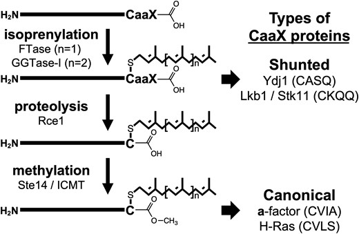 The post-translational isoprenylation pathway. Ydj1 and Lkb1/STK11 have noncanonical CaaX motifs that follow an isoprenylation-only pathway (i.e. nonproteolyzed and noncarboxylmethylated; shunted). Ras and a-factor have canonical CaaX motifs and are subject to the superposition of 3 modifications.