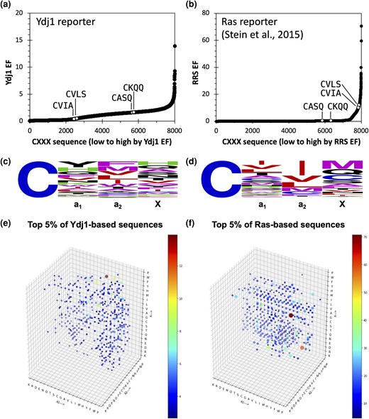 Comparison of results from the Ydj1-CXXX NGS screen and previously published Ras-CXXX NGS screen. Enrichment profiles of a) Ydj1-based and b) Ras-based screens offer 2 distinct sequence landscapes. Annotated controls: noncanonical ScYdj1 (CASQ) and HsLkb1/STK11 (CKQQ) and canonical Sca-factor (CVIA) and HsH-Ras (CVLS). Weblogo frequency representation of top 5% (n = 400) of hits for c) Ydj1-based and d) Ras-based screens. A 4D representation of the space occupied by top 5% of hits recovered from e) Ydj1-based and f) Ras-based screens. The size of the dot is the 4th dimension and corresponds to the EF of the CXXX motif within the respective screen.
