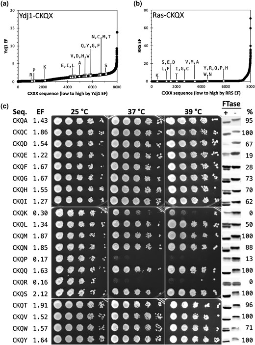 Evaluation of CKQX variants as FTase substrates. Enrichment profiles of CKQX sequences in a) Ydj1-based and b) Ras-based screens. c) Thermotolerance and gel-shift assays of Ydj1-CKQX variants provide supporting evidence toward the prenylation of noncanonical CKQX sequences by yeast FTase. Thermotolerance assays were performed by culturing yeast to the same density, applying a 10× serial dilution to the cultures, spotting dilution sets onto YPD-rich media, and incubating at indicated temperatures. Notably, plate-based selection requires a slightly higher temperature to mimic the growth profile observed on liquid-based selection. The strains used were transformants of yWS304 containing the indicated Ydj1-CXXX variant. Gel-shift assays were performed for the indicated Ydj1-CXXX variants in the presence and absence of FTase activity. Total yeast extracts were analyzed by SDS–PAGE and immunoblotting. The strains used were yWS2544 (+FTase) and yWS2542 (ram1Δ; -FTase. Seq, sequence; EF, enrichment factor; %, percent prenylation.
