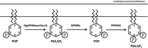 Fig 4 and Pip4k2c in phosphoinositide biosynthesis. Phosphoinositides are localized on the cytoplasmic surface of the endolysosomal compartment. In addition to the enzymes shown here, several additional enzymes catalyze the complex interconversions between the seven naturally occuring phosphoinositides (Hasegawa et al. 2017; Palamiuc et al. 2019). The abundance of the diphosphoinositide PI(3,5)P2 is reduced by inactivation of Fig 4 and increased by inactivation of Pip4k2c.