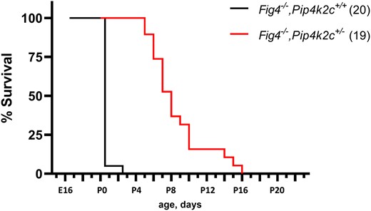 Effect of Pip4k2c on survival of fig 4 null mice. Fig 4 null mice with wildtype Pip4k2c are viable through prenatal life but do not survive after birth. (see also Table 1). Heterozygosity for the null allele of Pip4k2c rescues neonatal lethality, with mean survival of 8.2 days and maximum survival of 16 days.
