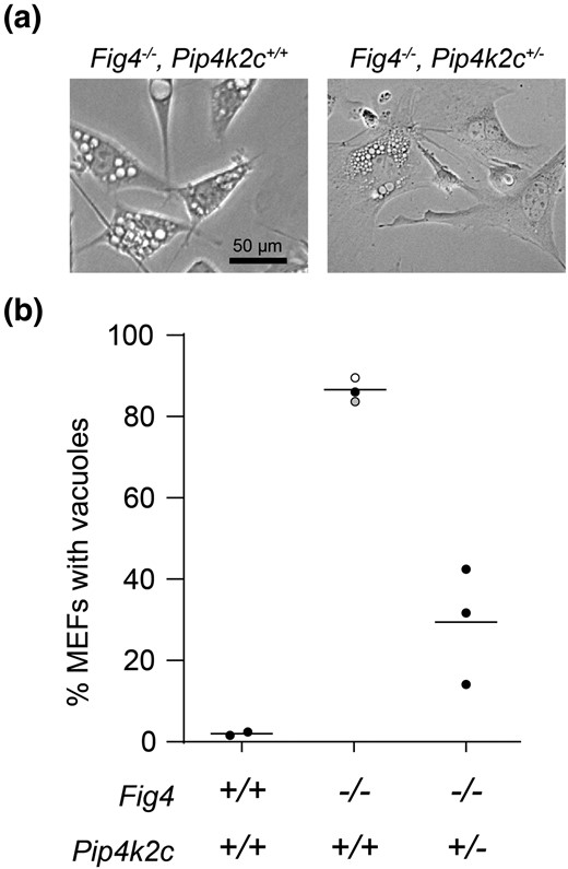 Heterozygous loss of Pip4k2c reduces vacuolization of fig 4 null MEFs. Mouse embryonic fibroblasts were isolated at day E13.5 and examined by phase contrast microscopy. (a) Each symbol in (b) represents the percent of vacuolated MEFs from one mouse, ≥ 200 cells per mouse. Solid symbols, this study; open symbol, Campeau et al. 2013; gray symbol, Lenk et al. 2016.