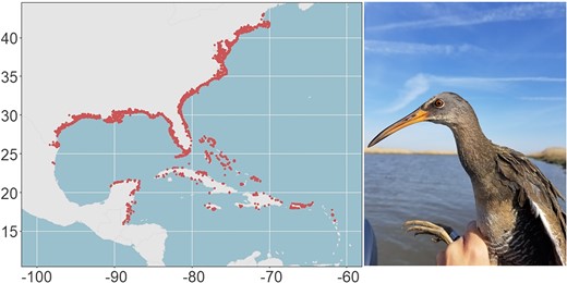 Clapper rail (Rallus crepitans) range produced using observational data from eBird (Sullivan et al. 2009) along with an image of a clapper rail captured in Woodland Beach, Delaware (photo credit: Elisa Elizondo).