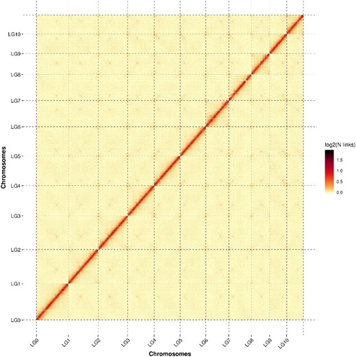 Hi-C assembly of a chromosome interactive heat map. Lachesis Group (LG) means chromosome. LG01–LG10 are the abbreviations of 11 chromosomes. The abscissa and ordinate represent the order of each bin on the corresponding chromosome group.
