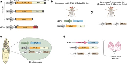 Creation of an in vivo CRISPRi system in Drosophila to target Rb paralogs to endogenous gene promoters. a) The fly Rbf1 and Rbf2 FLAG-tagged coding sequences were fused to the C-terminus of the S. pyogenes nuclease dead Cas9 (dCas9; asterisks denote inactivating mutations), and placed under UAS expression. FLAG-tagged dCas9 was created as a negative control. dCas9-VPR was obtained as a fly line (#67055 from BDSC); VPR is a tripartite activator that was previously characterized as a Drosophila transcriptional activator (Lin et al. 2015). b) Here, we generated homozygous flies expressing UAS:dCas9-Rb chimeras under the expression of nubbin-GAL4 (expression predominantly in the wing pouch of L3 wing discs; Azpiazu and Morata 2000; Wu and Cohen 2002). We crossed these fly lines to homozygous flies expressing 2 gRNAs for a single gene's promoter (from the DRSC). These tandem gRNAs bind within 400 bp of a gene's TSS, and are ubiquitously expressed. c) Progeny from the cross indicated in b) express 3 transgenes in order to target one of the dCas9 chimeras to a single gene's promoter in the L3 wing disc; these flies were used for most of the in vivo experiments described in this study. d) Generation of flies expressing UAS:dCas9-Rb effectors in the follicle cells of the adult female ovary using a traffic jam-GAL4 driver (#104055 from the DGRC). Fly crossing scheme is as depicted in b).