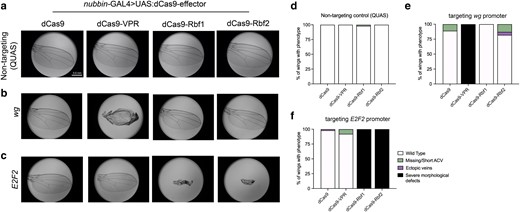 Targeting dCas9-Rb chimeras to endogenous promoters leads to gene-specific effects in the wing. a–c) Wings (n = 100) were dissected from adult flies for phenotype analysis after dCas9-effectors were targeted to endogenous gene promoters in L3 wing discs. Representative images from each cross are shown. a) A non-targeting gRNA control (QUAS) demonstrates that expression of effectors not targeted to any locus on the genome do not cause adult wing phenotypes. b) Targeting the wg promoter with VPR leads to severe developmental defects, but Rb effects on this promoter are mild to non-existent. c) Targeting the E2F2 promoter with Rbf1 and Rbf2 leads to severe morphological defects that are Rb-specific, confirming the feasibility of the dCas9-Rb fusions in vivo in Drosophila. d–f) Quantification of the wings analyzed in a–c). Values are indicated as a proportion of the total number of wings. d) Quantification of images in a). Background effects are essentially non-existent when expressing the dCas9-effectors with a non-targeting gRNA. e) Quantification of images from crosses depicted in b). dCas9-VPR has a severe phenotypic effect on wg, due to wg overexpression, as previously reported (Ewen-Campen et al. 2017). Minor phenotypes are observed in ∼20% of wings with dCas9-Rbf2. f) Quantification of images from crosses depicted in c). Effects of targeting the E2F2 promoter are severe with both Rb paralogs, and the phenotype is fully penetrant. Legend in f) is shown for all graphs.