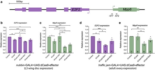 Rbf1 and Rbf2 recruitment to the E2F2/Mpp6 promoter leads to Rb-specific repression. a) Diagram of the E2F2 gene, which shares its promoter with Mpp6 as a divergently paired gene. gRNA binding sites on the promoter of E2F2, which overlaps with the promoter of Mpp6. Horizontal lines below the genes are the locations of the E2F2 gRNAs, with approximate distance from the indicated E2F2 TSS. b, c) Expression level of E2F2 and Mpp6 measured in L3 wing discs after dCas9-effector recruitment, using RT-qPCR. Control samples are dCas9 flies crossed to a non-targeting gRNA fly line (QUAS). b) Rbf1 and Rbf2 significantly repress E2F2 expression. dCas9 alone leads to some modest repression, while the VPR activator has no significant effect on expression of E2F2 or Mpp6. c) Rbf1 and Rbf2 significantly repress Mpp6 expression, to a greater degree than observed for E2F2. Effects are significantly greater than by dCas9 alone. d, e) Expression level of E2F2 and Mpp6 measured in ovaries after dCas9-effector recruitment, using RT-qPCR. d) E2F2 is significantly repressed by dCas9-Rbf1, which is greater than dCas9-Rbf2 and dCas9 effects. e) Mpp6 is significantly repressed by dCas9-Rbf1, and dCas9-Rbf1 appears to be a better repressor than Rbf2, although the difference is not statistically significant. For b–e), values in the bars indicate the average expression, error bars are SEM, and asterisks denote statistically significant differences: *P < 0.05, **P < 0.01, ***P < 0.001, ****P < 0.0001.