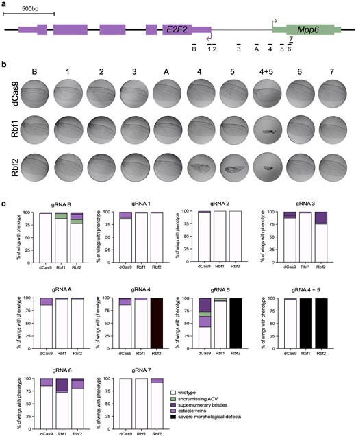 Position-sensitive Rb paralog effects on the E2F2/Mpp6 bidirectional promoter. a) Schematic of single gRNAs targeting the 1 kb promoter between the E2F2 and Mpp6 transcribed regions. gRNA 4 is what is indicated as −577 in Fig. 3, and gRNA 5 is what is indicated as −672. 4 + 5 are the 2 tandem gRNAs used in Fig. 3. dCas9 effectors were recruited to these sites using one gRNA at a time. b) Adult wings (n = 50) were dissected after targeting by dCas9, dCas9-Rbf1, and dCas9-Rbf2. Images are representative wings. The severe morphological defect which is clear with 4 + 5 is only observed with gRNA 4 or 5 alone with Rbf2. Rbf1 targeting with the single gRNA 4 or gRNA 5 does not produce this severe effect. c) Quantification of the percentage of wings with particular phenotypes as indicated in the legend on the bottom right. Milder effects were observed from most sites, with supernumerary bristles or ectopic veins forming in a small proportion of wings.