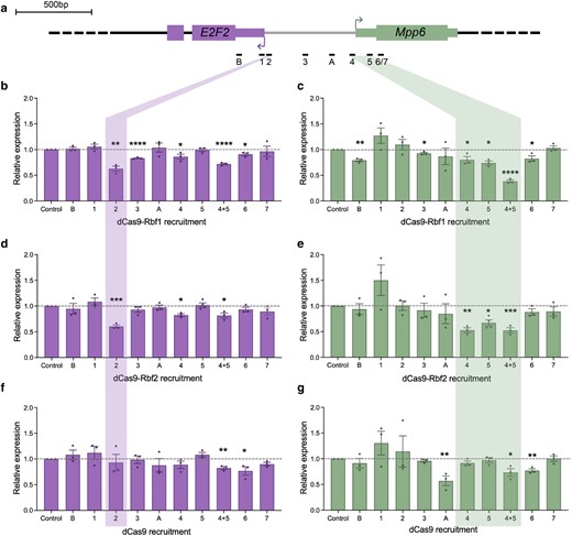 Repression of E2F2 and Mpp6 in a distance-dependent manner. a) Schematic of gRNAs designed here to target the E2F2/Mpp6 promoter. dCas9 effectors were recruited to these sites using one gRNA at a time, and L3 wing discs were dissected for RT-qPCR analysis. b) Expression of E2F2 after recruitment of dCas9-Rbf1 to each gRNA site. Position 2 is highlighted, where the greatest repression was measured (∼40%). c) Expression of Mpp6 after recruitment of dCas9-Rbf1 to each gRNA site. Positions 4 and 5 are highlighted, where the greatest repression was measured. Rbf1 is a better repressor when 2 molecules are recruited to the Mpp6 TSS. d) Expression of E2F2 after recruitment of dCas9-Rbf2 to each gRNA site. Position 2 is highlighted, where the greatest repression was measured (∼40%), identical to what was measured by dCas9-Rbf1. e) Expression of Mpp6 after recruitment of dCas9-Rbf2 to each gRNA site. Positions 4 and 5 are highlighted, where the greatest repression was measured. Whether a single molecule or 2 molecules of Rbf2 are recruited does not make a big difference in magnitude of repression (∼50%). f) Expression of E2F2 after recruitment of dCas9 to each gRNA site. dCas9 is not able to repress this gene from most sites. g) Expression of Mpp6 after recruitment of dCas9 to each gRNA site. dCas9 is not able to repress this gene from most sites, aside from a few. Error bars indicate SEM, and *P < 0.05, **P < 0.01, ***P < 0.001, ****P < 0.0001.