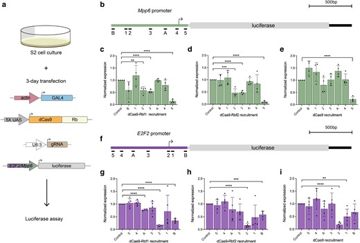 Rb paralogs have similar transcriptional effects on E2F2 and Mpp6 reporters in S2 cells. a) For all experiments described here, S2 cells were transfected with actin-GAL4, one of the dCas9 effectors, a single gRNA, and a luciferase reporter. b) Schematic of the Mpp6-luciferase reporter that was designed to be regulated by the Mpp6 promoter. gRNAs are identical to those used in vivo, but lack gRNA 6 and 7, as they bind within the protein coding sequence not present in the reporter. c) dCas9-Rbf1 recruitment to the Mpp6 reporter significantly represses luciferase expression from position 2 and 3 (50%). Position 5 repression appears to represent a nonspecific steric hindrance, as it is seen with dCas9 alone e). d) dCas9-Rbf2 has a similar pattern and degree of repression of this reporter as dCas9-Rbf1. e) dCas9 has little effect on this promoter aside from position 5, which suggests steric hindrance from downstream of the TSS. f) Schematic of the E2F2-luciferase reporter that was designed to be regulated by the E2F2 promoter. Here, the gRNAs are in opposite orientation from what is shown in a), as this is the same genomic region, but on the opposite strand. g) dCas9-Rbf1 recruitment to the E2F2 reporter significantly represses luciferase expression from position A (25%) and position B (60%). Recruitment to position 2 causes the same level of repression as dCas9 alone, suggesting steric hindrance from this site, as seen in i). h) dCas9-Rbf2 has a similar pattern and degree of repression of this reporter as dCas9-Rbf1. i) dCas9 has little effect on this promoter, aside from position 2 and 1, which suggests that the E2F2 promoter is more sensitive than the Mpp6 promoter to recruitment of dCas9. Error bars indicate SEM, and *P < 0.05, **P < 0.01, ***P < 0.001, ****P < 0.0001. Expression is normalized to the empty gRNA vector control.