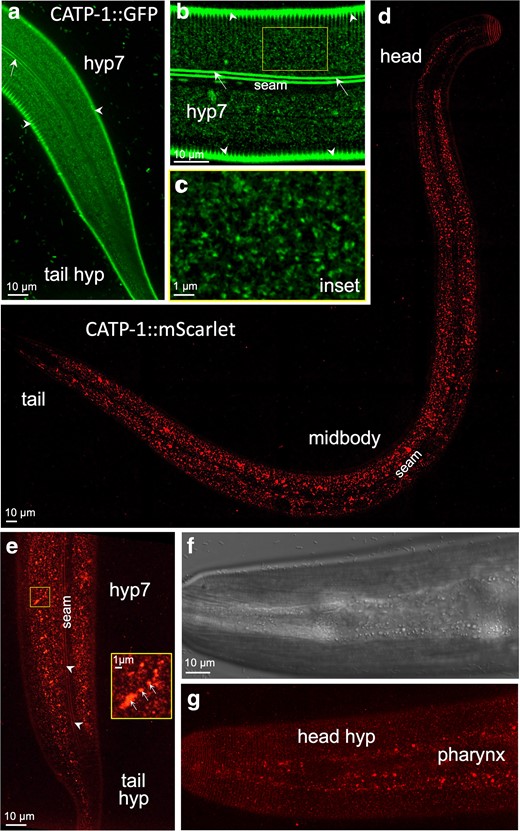 CATP-1 is expressed predominantly in punctate structures within the epidermis. Fluorescence (a–e, g) and DIC (f) images of worms expressing endogenously tagged CATP-1::GFP (a–c) and CATP-1::mScarlet (d–g), in which sequences encoding fluorescent proteins were integrated at the C terminus of the catp-1a isoform. All panels show young adults. a) Apical regions corresponding to the midbody (hyp7 syncytium) and tail (hyp8–11) are indicated. b) Midbody apical section of hyp7 and c) enlarged inset showing punctate and reticular structures. In a)–c), autofluorescence of the dorso-ventral cuticle (white arrowheads) and lateral cuticular alae (white arrows) is indicated, along with the location of the seam cell (b), in which CATP-1::GFP was not detected. d) Whole-body apical image of a young adult expressing CATP-1::mScarlet with relevant regions indicated. e) CATP-1::mScarlet expression in the apical midbody and tail regions along with enlarged inset. Note the presence of fluorescence signals in variably sized punctate structures including accumulation of mScarlet in larger structures that likely correspond to late endosomes and lysosomes (white arrows in inset). White arrowheads in e indicate autofluorescence of cuticular alae. f) DIC and g) corresponding fluorescence images of CATP-1::mScarlet in the apical head region showing expression in both the anterior hypodermis (hyp1–6) and pharynx, in which larger puncta accumulate.