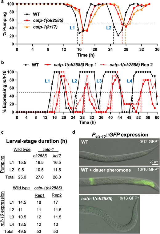 Loss of catp-1 does not substantially extend the length of the L2 stage nor does it induce an L2d marker. a) Cessation of pharyngeal pumping was used to measure the duration of L1 and L2 stages in the indicated backgrounds. b) Pmlt-10::GFP–PEST expression was used to measure the lengths of larval stages in wild-type and catp-1 larvae; 2 replicates are shown for catp-1. Dashed vertical lines in a and b indicate the point at which ≥50% of larvae had entered lethargus for a given stage. c) Quantification of larval-stage lengths for a and b. d) Expression of Pmlt-10::GFP–PEST in L2 larvae under the indicated conditions. In contrast to wild type with dauer pheromone, neither untreated wild type nor catp-1 mutants express the L2d marker. For b) and c), strains were grown at 20°C to match the temperatures used in studies by Ruaud and Bessereau (2007).
