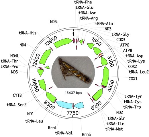 Mitogenome structure of the F2 isoline strain of M. morrisella. Coding regions are in green, tRNAs in red, and the small and large mitochondrial ribosomal subunits are in blue.