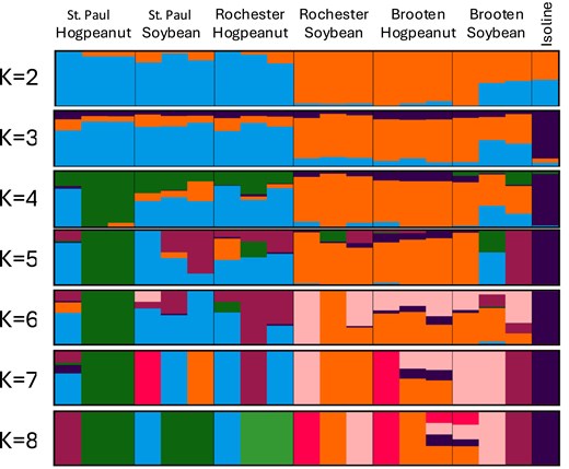 Admixture plot showing genetic structure of M. morrisella populations across different locations (St. Paul, Rochester, Brooten) and host plants (American hogpeanut, soybean). Each vertical bar represents an individual, and different colors indicate proportions of ancestry from inferred genetic clusters. The number of clusters (K) ranges from 2 to 8, revealing increasing genetic complexity. Clear differentiation based on host plant is visible at lower K values, while location-specific variation and admixture become more apparent at higher K values.