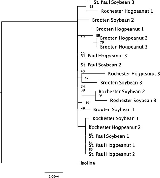Phylogenetic tree of 18 M. morrisella individuals based on mitochondrial genome sequences. Individuals are grouped by sampling location (St. Paul, Rochester, Brooten) and host plant (American hogpeanut, soybean). The tree is rooted with the reference isoline as an outgroup. Some clustering by location is observed (e.g. Brooten and Rochester), but there is no clear pattern by host plant. Bootstrap values indicate support for major branches, with values over 90 suggesting well-supported relationships. Scale bar represents genetic distance.