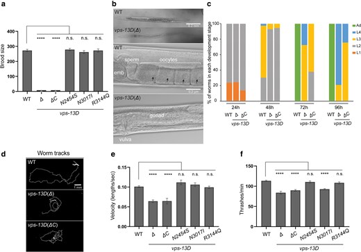 vps-13D deficiency affects worms’ fertility and locomotion. a) Total brood size (n = 30 broods) indicates the fertility ability of C. elegans to produce offspring in association with different vps-13D mutants. One-way ANOVA with Dunnett’s correction was used to compare the difference between wild-type and mutant animals. b) DIC images of whole worm and gonad in hermaphrodites of the wild-type and vps-13D (Δ) mutant strains. The scale bar in the whole worm image is 0.2 mm. The scale bar in the gonad image is 0.2 μm. Black arrows indicate oocyte nuclei. c) The percentage of worms at the different developmental stages was determined for wild-type, vps-13D(Δ), and vps-13D(ΔC) mutant animals after 96 h of growth from the embryonic stage at 22°C. d) Individual animal tracks of 3-day-old wild-type, vps-13D(Δ), and vps-13D(ΔC) mutant strains for the final 5-min recordings. The scale bar is 1 mm. e) Comparison of average velocity for 3-day-old wild-type and vps-13D animals from the final 5-min MWT recordings. The velocity has been normalized and calculated based on the worm body lengths of respective strains. The difference in average velocity between wild type and mutants was analyzed by One-way ANOVA with Dunnett's multiple comparison tests. f) Number of thrashes per minute in M9 liquid for 3-day-old wild-type and vps-13D mutant animals (n = 15–30). Differences between wild type and mutants were analyzed by one-way ANOVA with Dunnett’s correction for multiple comparisons. **** p < 0.0001; n.s., not significant.