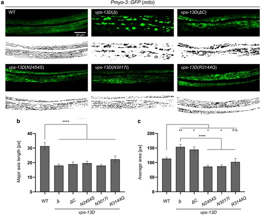 vps-13D regulates mitochondrial morphology in C. elegans. a) Mitochondrial morphology of the wild-type and vps-13D mutant animals. Original images are at the top, and MitoSegNet model segmentations are at the bottom. The scale bar is 20 μm. b) and c) Statistical analysis of mitochondrial morphology parameters. The major axis length (‘see Materials and Methods’) and average area were measured in segmented images of mitochondria from wild-type and vps-13D mutant animals (n = 15–25). One-way ANOVA with Dunnett’s correction was used to compare the difference between wild-type and mutant animals. Data are presented as mean ± SEM. *p < 0.05, **p < 0.01, ****p < 0.0001; n.s., not significant.