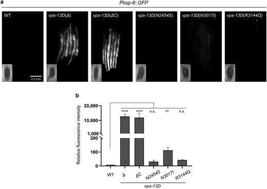 vps-13D dysfunction induces mitochondrial UPR. a) Phsp-6::GFP expression of wild-type and vps-13D mutant worms. The scale bar is 0.2 mm. b) Quantification of Phsp-6::GFP relative fluorescence intensity (n = 3–5 groups*6 animals). Kruskal–Wallis H test with Dunnett’s correction was used to compare the difference between wild-type and mutant animals. Data are presented as mean ± SEM. **P < 0.01, ****P < 0.0001; n.s., not significant.
