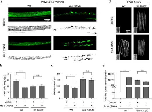 vps-13D and fzo-1 regulate mitochondrial homeostasis in similar pathways. a) Mitochondrial morphology changes of wild-type and vps-13D(Δ) animals grown on either control mock or fzo-1 (RNAi). Original images are at the top and MitoSegNet model segmentations are at the bottom. The scale bar is 20 μm. b) and c) Statistical analysis of mitochondrial morphology parameters. The major axis length (‘see Materials and Methods’) and average area were measured in segmented images of mitochondria from wild-type and vps-13D(Δ) animals grown on either control mock or fzo-1 (RNAi) (n = 10–15). d) and e) Phsp-6::GFP expression of wild-type and vps-13D(Δ) animals grown on either control mock or fzo-1 (RNAi) (n = 3–15 groups*6 animals). The scale bar is 0.2 mm. Kruskal–Wallis H test with Dunnett’s correction was used to compare the difference between wild-type and mutant animals. Data are presented as mean ± SEM. *p < 0.05, ***p < 0.001; n.s., not significant.