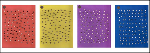 Cowpea seeds placed on different backgrounds used for high-throughput image-based phenotyping for seed morphology traits (one cent coin placed above for size reference).