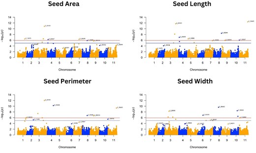 Manhattan plots of GWAS for seed traits: seed area, seed length, seed perimeter, and seed width. Negative log10(p) values are plotted against physical position on each of the 11 chromosomes (Lonardi et al. 2019). The dashed line at the higher significance threshold indicates the Bonferroni correction for genome-wide significance threshold (5.92).