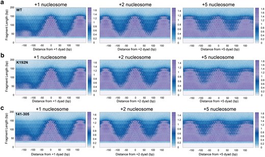 An extensive characterization of fragments protected from MNase digestion suggests shifts in chromatin protections in Spn1 mutant yeast across fragment lengths. a) Nuclei harvested from 2 biological replicates of wild-type, b) spn1K192N, and c) spn1141–305 expressing yeast grown to log phase were digested with 128U MNase and protected fragments were isolated and sequenced. V-plots were produced by mapping fragment midpoints to the yeast genome anchored at +1, +2, and +5 nucleosome dyad positions from 4,688 genes.