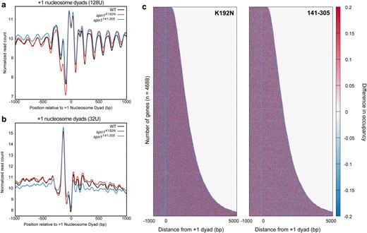 The spn1K192N mutation reduces the stability of NDRs. a) Profiles of MNase-protected fragments (0–60 bp) mapped over 4,688 genes aligned to the +1 nucleosome dyad in wild-type, spn1K192N, and spn1141–305 expressing yeast. b) Profiles of MNase-protected fragments (0–60 bp) from low MNase-digested samples (32U) mapped over 4,688 genes aligned to the +1 nucleosome dyad in wild-type, spn1K192N, and spn1141–305 expressing yeast. c) Difference heatmap between wild-type and mutant Spn1 expressing yeast strains scored by changes in occupancy of 0–60 bp fragments. Genes are aligned by their +1 nucleosome dyad position and ranked by length. Scores are calculated by subtracting wild-type occupancy data from mutant occupancy.