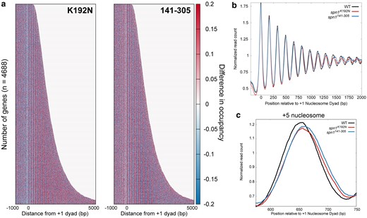 Mutations in Spn1 produce a downstream shift in nucleosome positions over open reading frames genome wide. a) Difference heatmap between wild-type and mutant Spn1 expressing yeast strains scored by changes in nucleosome occupancy. Genes are aligned by their +1 nucleosome dyad position and ranked by length. Scores are calculated by subtracting wild-type nucleosome occupancy data from mutant nucleosome occupancy. b) Profiles of MNase-protected fragments (80–170 bp) mapped over 4,688 genes aligned to the +1 nucleosome dyad in wild-type, spn1K192N, and spn1141–305 expressing yeast. c) Profiles of MNase-protected fragments (80–170 bp) aligned to the +1 nucleosome dyad in wild-type, spn1K192N, and spn1141–305 expressing yeast highlighting the +5 nucleosome position.