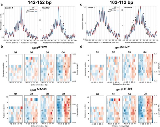 Quantification of nucleosome and subnucleosome positioning shifts in Spn1 mutant cells reveals increasing defects with increasing gene length. a) Metagene plots of fragment midpoints 142–152 bp in length mapped to the +5 nucleosome dyad at gene quartiles ranked by length. Asterisks indicate rotational positions with statistically significant change in Z-score. b) Z-score changes in 142–152 bp fragment occupancy at rotational positions surrounding each nucleosome dyad position at genes ranked by length in mutant Spn1 expressing yeast strains compared with wild-type plotted as a heatmap. c) Metagene plots of fragment midpoints 102–112 bp in length mapped to the +5 nucleosome dyad at genes quartile ranked by length. Asterisks indicate rotational positions with statistically significant change in Z-score. d) Z-score changes in 102–112 bp fragment occupancy at rotational positions surrounding each nucleosome dyad position at genes ranked by length in mutant Spn1 expressing yeast strains compared with wild-type plotted as a heatmap.
