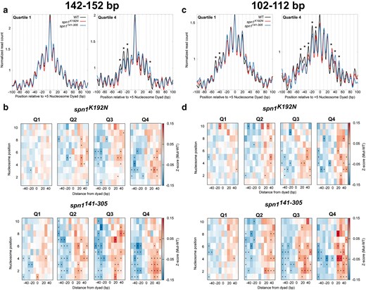 Spn1 maintains nucleosomal and subnucleosomal positioning at actively transcribed genes. a) Metagene plots of fragment midpoints 142–152 bp in length mapped to the +5 nucleosome dyad at gene quartiles ranked by expression using published NET-seq data (38). Asterisks indicate rotational positions with statistically significant change in Z-score. b) Z-score changes in 142–152 bp fragment occupancy at rotational positions surrounding each nucleosome dyad position at genes ranked by expression in mutant Spn1 expressing yeast strains compared with wild-type plotted as a heatmap. c) Metagene plots of fragment midpoints 102–112 bp in length mapped to the +5 nucleosome dyad at genes quartile ranked by expression. Asterisks indicate rotational positions with statistically significant change in Z-score. d) Z-score changes in 102–112 bp fragment occupancy at rotational positions surrounding each nucleosome dyad position at genes ranked by expression in mutant Spn1 expressing yeast strains compared with wild-type plotted as a heatmap.