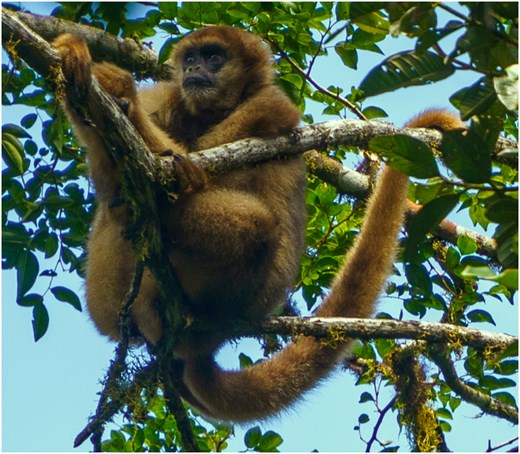 Southern muriqui (B. arachnoides) from Parque Estadual Carlos Botelho, São Miguel Arcanjo, SP, Brazil (photo by R Takeshita).