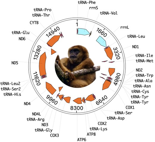 Mitogenome of the southern muriqui (B. arachnoides).