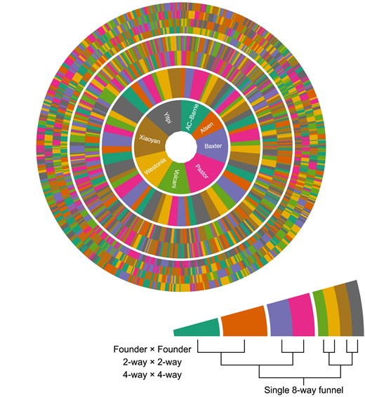 Radial representation of all 559 funnels used to generate the M8 RILs. An example single funnel is shown in the inset. Each ring in the figure represents a plant in each stage of the crossing strategy. The first, most central ring is the maternal founder in the first round of crossing. The second ring is the paternal founder in the first round. The third ring shows the founder makeup of the paternal 2-way line used in the second round of crossing. The outermost ring shows the founder makeup of the paternal 4-way line in the third round of crossing.