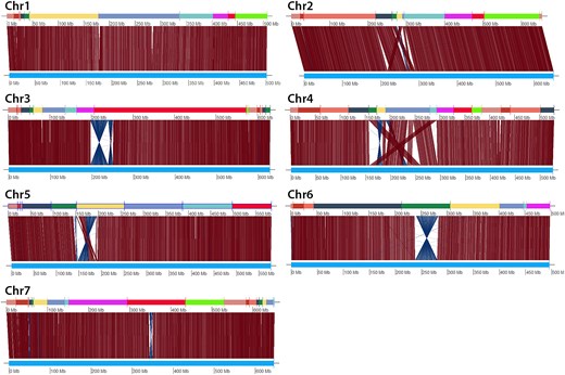 Alignments of corresponding DLE-1 restriction sites between homologous Aet v5.0 and Aet v6.0 pseudomolecules. In each alignment, the sequence of Aet v6.0 SSs is at the top and the Aet v5.0 pseudomolecule is at the bottom. The vertical and/or diagonal lines between these 2 tracks connect the locations of corresponding DLE-1 restriction sites.