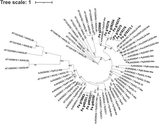 Maximum likelihood tree of the 11 MADS-box identified as GEMs. Bold genes are the MADS-box genes identified in the AT analysis and associated with susceptibility to ash dieback. The tree includes other MADS-box sequences from Arabidopsis thaliana (At), Pyrus pyrifolia (Pp), and Prunus mumus (Pm) downloaded from GenBank (accession number in the names). Bootstraps (from 70 to 100) are included in branches.