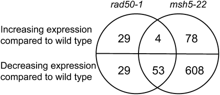 Overlap between genes that are differentially expressed over the time course in rad50-1 and msh5-22. Based on the time course analysis, the numbers of genes whose transcripts change significantly in each mutant with respect to the wild type are shown. Four genes have increasing transcript abundance, and 53 have decreasing transcript abundance compared with the wild type in the two mutants.