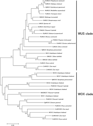 Phylogenetic tree of WUSCHEL-related homeobox genes [the ancient clade of (van der Graaff et al. 2009) is not shown]. The tree was constructed by the NJ method (Saitou and Nei 1987). Branch lengths are proportional to evolutionary distances. Bootstrap values, based on 1000 replications, are shown only when >50%. The GenBank accession numbers of the amino acid sequences are as follows: PhWUS (Q8LL11.1), InWUS (ACD62900.1), RcWUS (XP_002530735), MtWUS (ACK77479.1), AmWUS (Q6YBV1.1), SlyWUS (ADZ13564), SrWUS (ABS01330.1), TmWUS (BAJ10718.1), CsWUS (ABS84661.1), NjWUS (CAT03215.1), PsWUS (BAJ10712.1), WsWUS (BAJ10714.1), PtWUS (CAJ84139.1), HjWUS (BAJ10706.1), CdWUS (NP_565429.1), WUS (CAA09986.1), OcWUS (ACN56438.1), OsWUS (BAE48303.1), ZmWUS1 (NP_001105960.1), ZmWUS2 (NP_001105961.1), MAEWEST (ACA64093.1), WOX1 (NP_188428), WOX2 (NP_200742.2), GgWOX3 (CAT02931.1), PsWOX3 (CAT02936.1), PhWOX2 (ACA64094.1), WOX5 (NP_187735.2), NjWOX5 (CAT03216.1), WOX3 (NP_180429), PhWOX3 (ACU68503.1), ZmWOX3B (NP_001106240), ZmWOX3A (NP_001105160.1), OsWOX3 (Q33DK1.1), WOX4 (NP_175145.2), and WOX7 (NP_196196.1). Both SlWUS sequences fell into the clade with other plants’ WUS homologs, not the WOX clade.