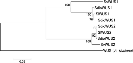 NJ tree (Saitou and Nei 1987) of WUS homologs in Silene species. The tree was estimated using an amino acid alignment of cDNA sequence from S. latifolia and a genomic sequence from S. vulgaris, or using both (in S. dioica and S. diclinis). The A. thaliana WUS amino acids were used as an out-group. Bootstrap values, based on 1000 replications, are shown.