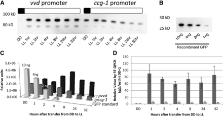 The vvd promoter drives stronger expression than the ccg-1 promoter. (A) Expression of GH5-1-GFPHis6 under the vvd and ccg-1 promoters was determined by measuring GFP levels at high light (LL, 25 μeinsteins·m2·s). Boxes described the light regime; black is lights off and white is lights on. (B) Purified GFP run on the same the gel as a standard. (C) Protein levels of GFP/CBH-1 under the ccg-1 promoter (dark gray) and GFP/CBH-1 under the vvd promoter (black) were compared with the standard GFP control (light gray) (Clontech) and quantitated using Image Lab Softwear (Bio-Rad). (D) Transcriptional levels were determined measuring induction of gfp under vvd (dark gray) and ccg-1 (light gray) promoters using RT-qPCR analysis compared with actin (n = 3, error bars represent ± 1 SE). Boxes describe the light regime; black is lights off, and white is lights on. DD is dark conditions, LL is 25 μeinsteins·m2·s.