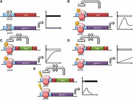 Outcomes of expression conditions from the vvd promoter in Neurospora. Schematic representation of the predicted as well as actual output from the vvd promoter in: (A) DD conditions; In DD, all genes driven by the vvd promoter are not induced. (B) LL conditions in the WT strain; the light activated WCC rapidly and strongly turns on expression at the vvd promoter. This leads to the production of VVD, which acts back on the WCC to inhibit the activation at the vvd promoter (photoadaptation). (C) LL conditions in the Δvvd strain; in the vvd KO strain, light activates the vvd promoter and because no VVD is produced, there is no photoadaptation and the gene of interest is continually expressed. (D) VLL conditions in the Δvvd strain; lower levels of light cause a lower level of expression, demonstrating that the system is regulatable by changing the level of light. (E) LP conditions in the Δvvd strain; after activation of the vvd promoter, the light is turned off and the promoter activity is repressed. Graphs represent levels of gene x (the gene of interest) under the vvd promoter in each condition described. DD is dark conditions, LL is 25 μeinsteins·m2·s, VLL is 0.01 μeinsteins·m2·s and LP is LL for 1 hr.